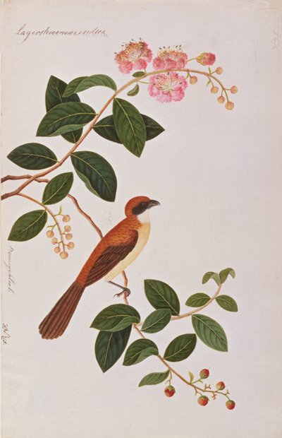 Brauner Würger, aus Zeichnungen von Vögeln aus Malakka, ca. 1805-18 von Chinese School